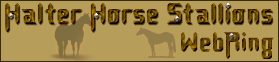 Halter Horse Stallions